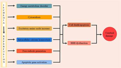 Targeting Oxidative Stress and Inflammation to Prevent Ischemia-Reperfusion Injury